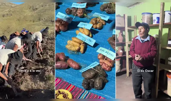Campesino de Huancavelica crea 3 nuevas variedades de papa y es viral: "Un gran legado"