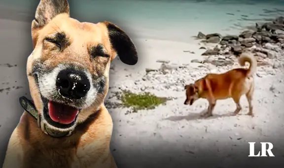 Perrito ciego y sordo guía a turistas hacia su playa favorita: “¡Diez estrellas por ese anfitrión!”
