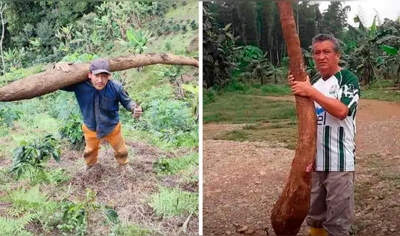 Agricultor de Cajamarca habría cosechado la yuca más grande del mundo