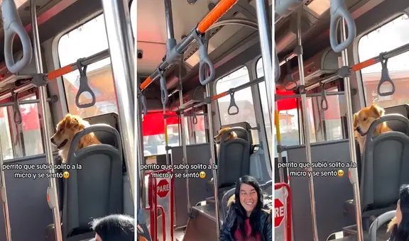 ¡Ampayado en plena fuga! Mujer encontró a su perro en transporte público y él se hizo el loco