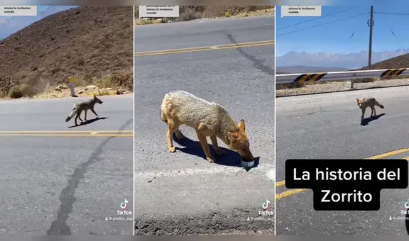 Zorrito sorprende al interactuar con viajero en carretera de Arequipa: “Dicen que es suerte”