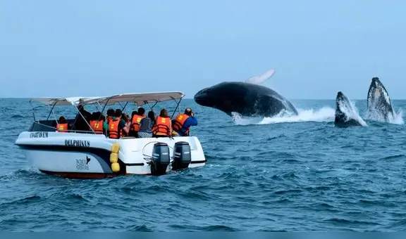 Mincetur: avistamiento de ballenas en el norte generará un impacto económico de S/18 millones