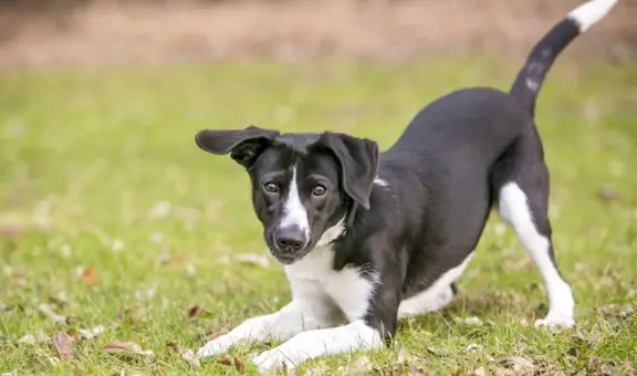 ¿Cómo calcular la edad de mi perro en años humanos? Tabla con edades