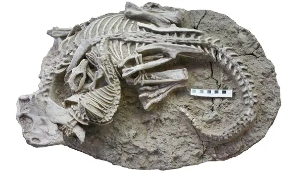 Hallan, por primera vez, fósil de un mamífero peleando a muerte con un dinosaurio