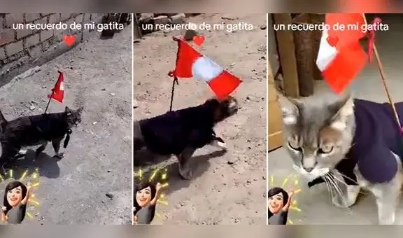 Gatita sorprende y participa en la 'Marcha Nacional' con su bandera: “Hasta el michi salió el 19”