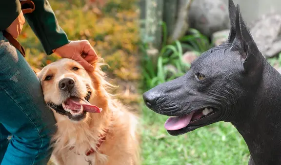 Día Mundial del Perro 2023: ¿cuándo es su fecha y por qué se celebra?