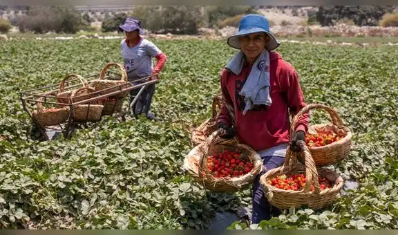 Se publica reglamento de la ley para la asociatividad de productores agrarios en cooperativas