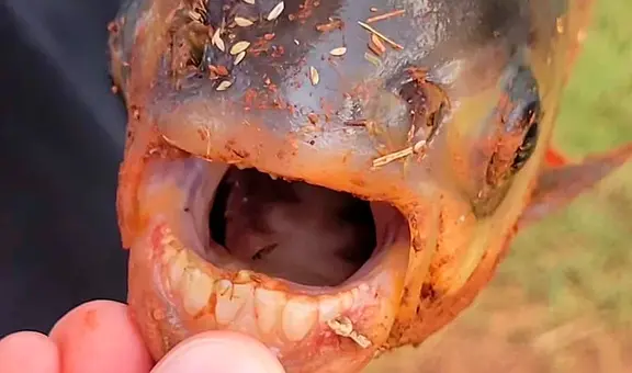 Conoce a pacú: el pez con dientes que sorprendió a un niño en Oklahoma