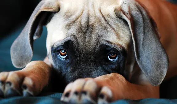 ¿Por qué las miradas de los perros nos producen tanta ternura? Estudio reveló la razón