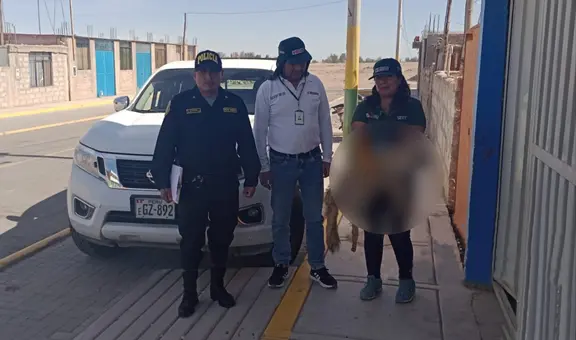SERFOR interviene a sujeto por vender piel de zorro por WhatsApp en Arequipa