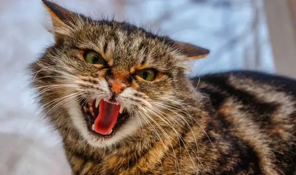 ¿Cómo saber si mi gato tiene rasgos psicópatas? Test psicológico para felinos lo revela