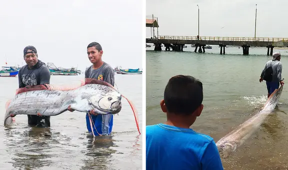 Pez remo de 3 metros de largo aparece en las costas de Punta Sal en Tumbes