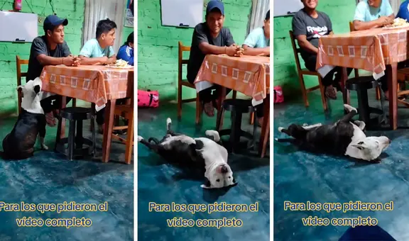 Perrito actúa como desmayado para que sus dueños le den comida: "Ni en 'La rosa de Guadalupe'"