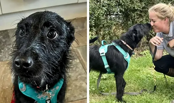 Veterinaria se niega a aplicar la eutanasia a perrito que querían sacrificarlo “por ladrar mucho”