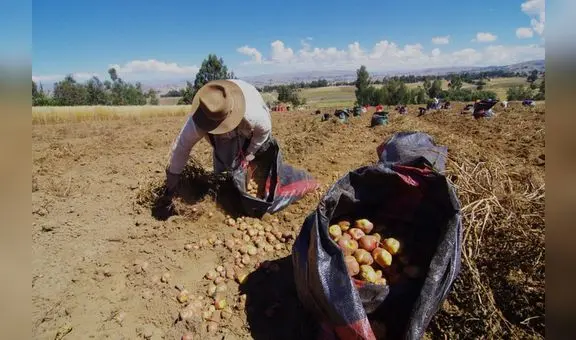 Agricultura familiar continúa siendo de subsistencia
