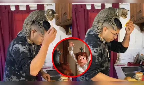 Gatito se acomoda sobre la cabeza de su dueño para verificar los alimentos: “Control de calidad”