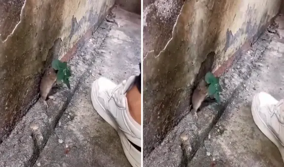 Tierno ratoncito se esconde debajo de planta para evitar que lo pisen: “Si no me muevo, no me ven”