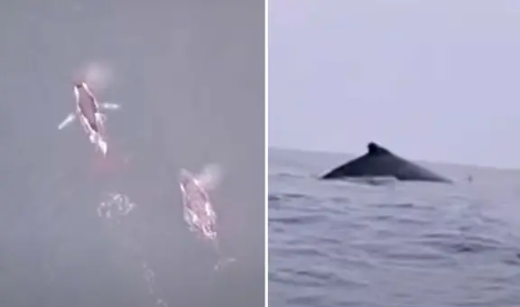 Huacho: ballenas y delfines protagonizan sorpresivo espectáculo en el mar peruano