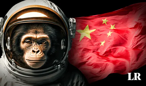 China planea enviar monos al espacio para que tengan sexo entre ellos
