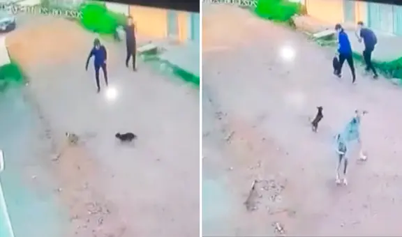 ¡La venganza de los Firulais!: jóvenes asustan a perritos y ellos llaman a su ‘hermano mayor'