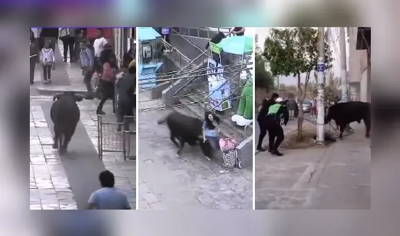 Toro suelto en calles y plaza de Armas de Ayacucho dejó varios heridos tras huir de corrida