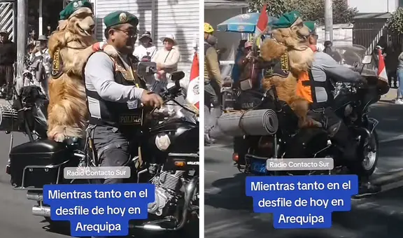 "Hermoso Firulais": tierno perrito es la 'estrella' del desfile por Fiestas Patrias en Arequipa