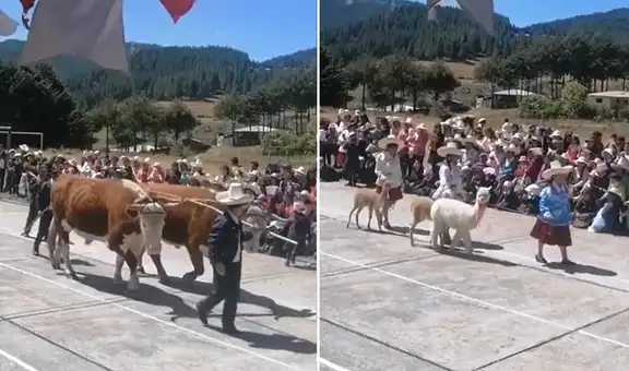Desfile con animales en Cajamarca causa furor en redes sociales: "¡Viva el Perú!"