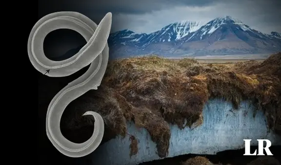 Científicos despiertan un gusano que llevaba 46.000 años congelado