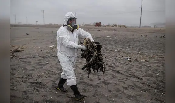 Arequipa: 3.000 aves murieron por gripe aviar en Mejía