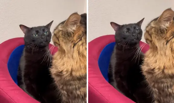 Este es el origen del gato 'disociado' que creó un meme viral: ¿dónde nació y cuál es su nombre real?