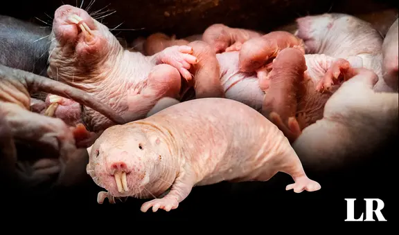 Nace nueva camada de la rata topo desnuda, animal clave para encontrar la cura contra el cáncer