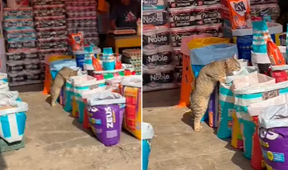 Hombre espanta a gatito que come galletas en puesto de abarrotes, pero termina 'troleado' : “Es el dueño”