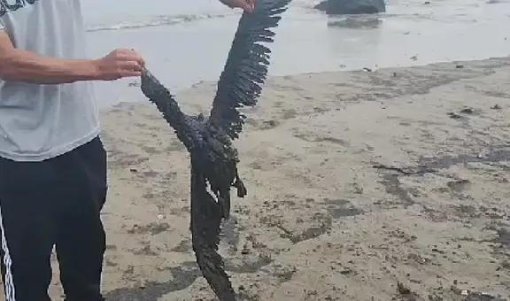 Ventanilla: reportan posible derrame de petróleo en playas Cavero y Delfines