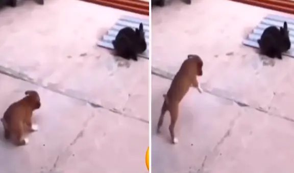 Perrito se hace amigo de un conejo y aprende a saltar como él: “Las amistades influyen”