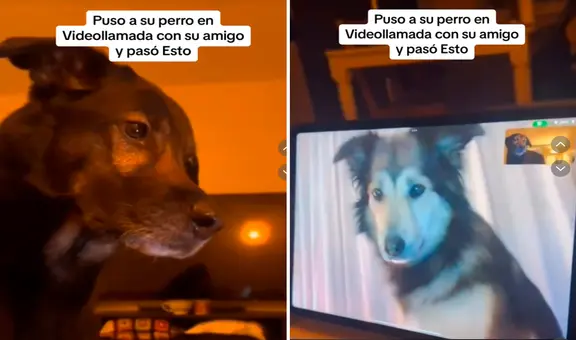 Perritos protagonizan conmovedora escena al verse por videollamada: “Hicieron llorar a miles”