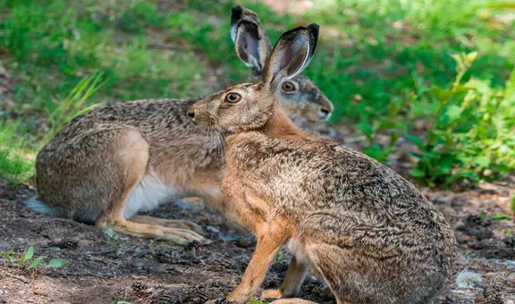 Liebre europea en Perú: parece un inofensivo animal, pero devora cultivos en el sur del país