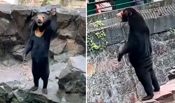 ¿Es una persona disfrazada? Oso genera controversia al pararse sobre sus patas traseras y ‘saludar’