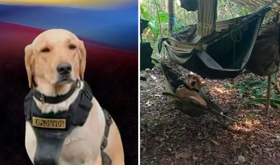 Perro antiexplosivos muere tras detectar bomba y evitar una tragedia: salvó la vida de 6 personas