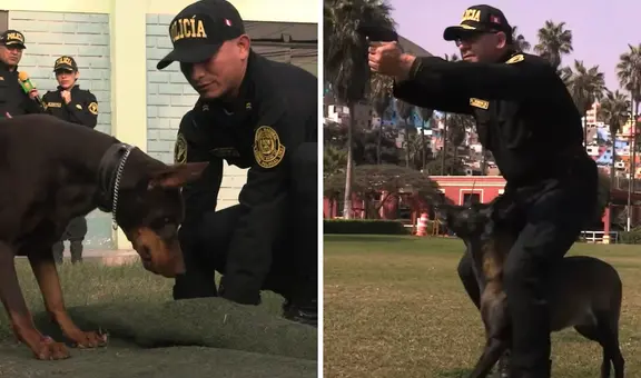 ¿Qué perros pueden pertenecer a la Policía Canina y qué se estudia para ser guía de los perros de la PNP?