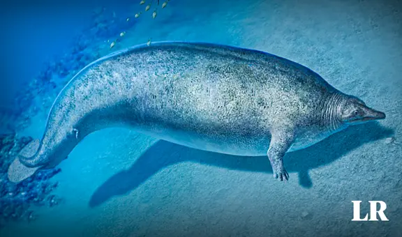 Cómo era el Perucetus colossus, el animal más pesado de la Tierra, hallado en Perú