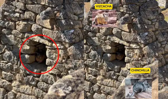 ¿Vizcacha o chinchilla? Turistas desatan debate al ver extraño animal en Machu Picchu