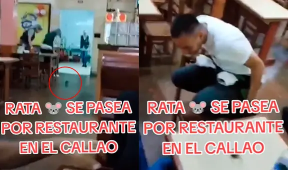 Rata hizo saltar del susto a los comensales de un restaurante en el Callao: “Tranquilos, es chefcito”