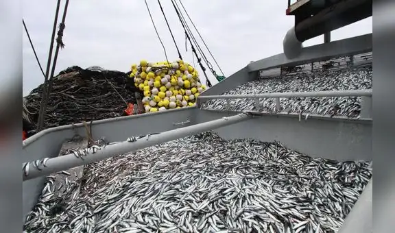 Produce autoriza pesca exploratoria de anchoveta y anchoveta blanca en el mar peruano