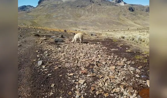 Gore no modificó presupuesto para atender crisis hídrica en Puno