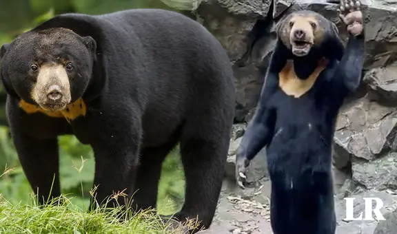 ¿Cómo es el oso malayo que pensaron que era un humano disfrazado en China?