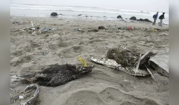 Nuevo derrame en Ventanilla: Oceana exige rapidez para identificar origen de los residuos