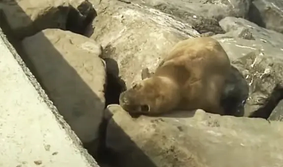 Miraflores: reportan que lobo marino se encuentra varado hace 15 días en la playa Punta Roquitas
