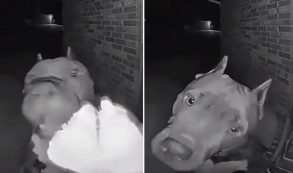 Perrito toca el timbre de su vecino en la madrugada y enternece en redes: “Qué bello”