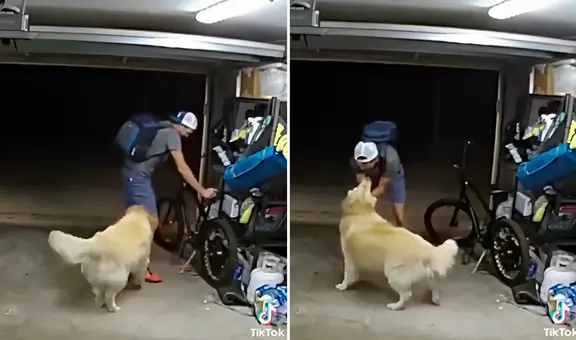 Delincuente entra a casa a robar y se detiene para acariciar a un golden: “También te quiero”