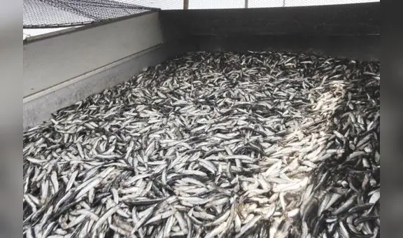 Produce suspende pesca exploratoria en zona centro-norte ante alta incidencia de anchovetas juveniles